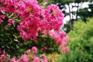 Mit nem bír a kínai selyemmirtusz?