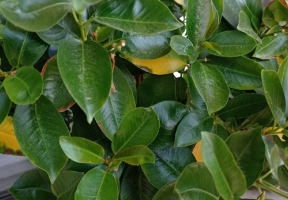 Mitől sárgulhat a tölcsérjázmin levele?