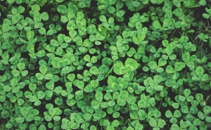 Lóhere gyep helyett: még a legnagyobb forróságban is üdezöld