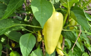 Így terem rengeteget a paprika