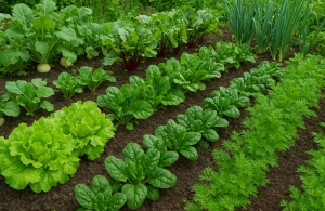 Mit lehet augusztus közepén elvetni a konyhakertbe?