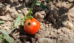 Mitől lehet lyukas a paradicsom?