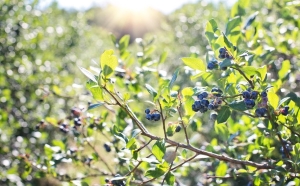 Szeptemberi metszési útmutató gyümölcstermő bokrokhoz: mit lehet és mit tilos?