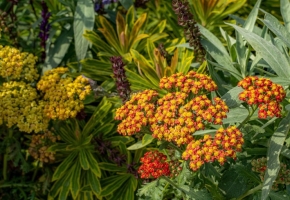 Hogyan tervezzünk szárazságtűrő kertet?