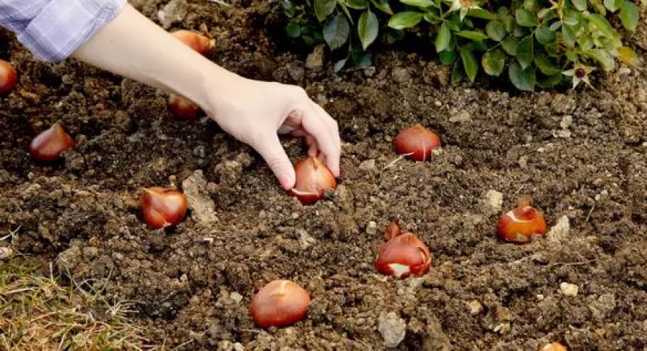 Tulipán, nárcisz ültetése: hibák, amiket sokan elkövetnek