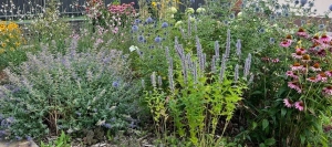 Színes, gondozásmentes évelőágyás: két év tapasztalata a gyakorlatban