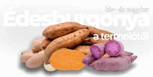 Édesburgonya – különleges növény a kertben és a konyhában