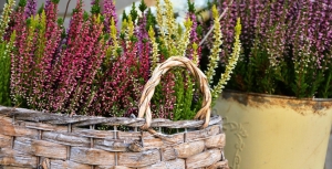 A csarab gondozásának buktatói – a leggyakoribb hibák, amiket érdemes elkerülni