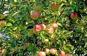 A legnépszerűbb almafajták Magyarországon – melyiket érdemes ültetni?