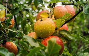 Szedd magad alma 2025-ben – itt találsz friss, ropogós gyümölcsöt