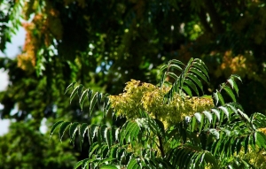 Milyen fákat, növényeket tilos ültetni a kertbe?Ezeket jobb elkerülni