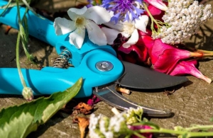 Ezeket az évelőket soha ne metszd vissza ősszel – nagy kárt tehetsz bennük