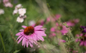 Ellentétek harmóniában feloldva