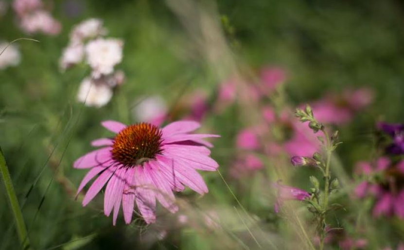 Krizantém: ha ezekre figyelsz, tele lesz virággal