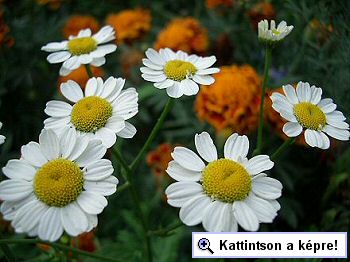 Légy a virágom! Virágportrék