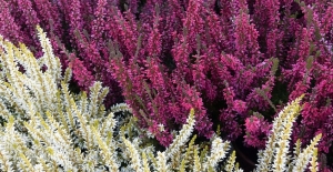 Mi a különbség a csarab és a hanga között – két hasonló, mégis különböző szépség a kertben