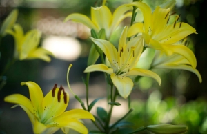 Csobogópárbaj növényekkel, halakkal és sziklákkal