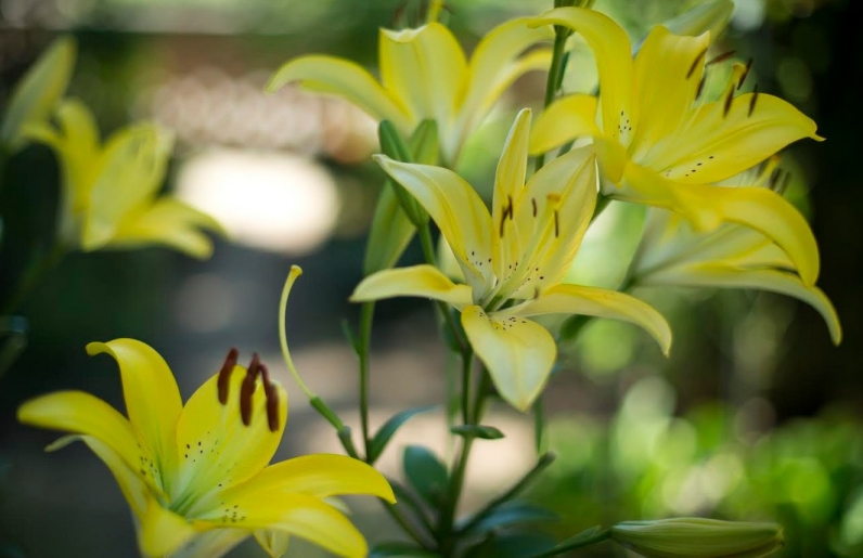 Krizantém: ha ezekre figyelsz, tele lesz virággal