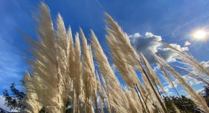 Mikor kell visszametszeni a pampafüvet és a díszfüveket?