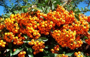 Milyen növényeket tilos házfal mellé ültetni?