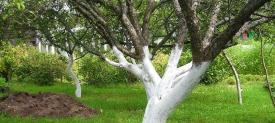 Mikor érdemes ősszel lemeszelni a fákat és mikor nem?