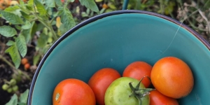 Saját paradicsom novemberben? Mutatjuk, mit kell tenned