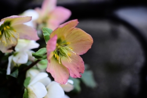 Fekete hunyor gondozása – mit szeret, mit nem, és mire kell odafigyelni?