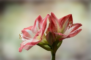 Miért nem virágzik az amarillisz? Elmondjuk