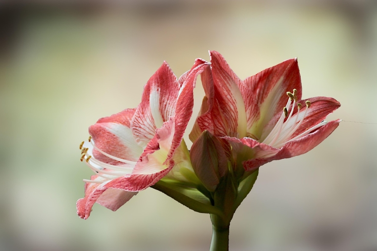 Krizantém: ha ezekre figyelsz, tele lesz virággal