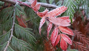 Legfontosabb decemberi kerti munkák – így készítsd fel a kertet a télre