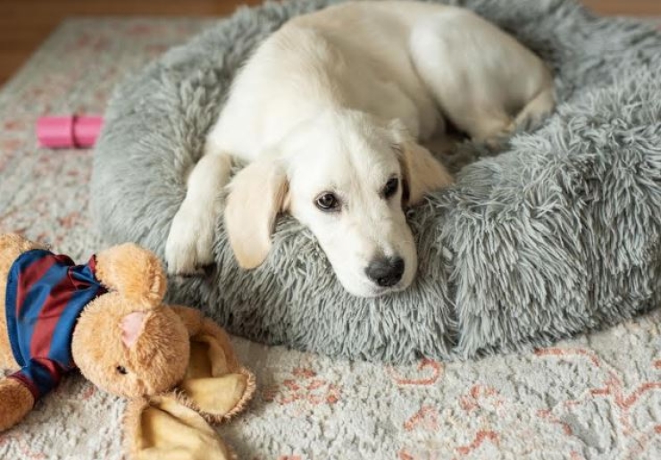 Krizantém: ha ezekre figyelsz, tele lesz virággal