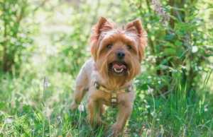 Yorkie idős korban – hogyan változnak az igényei?