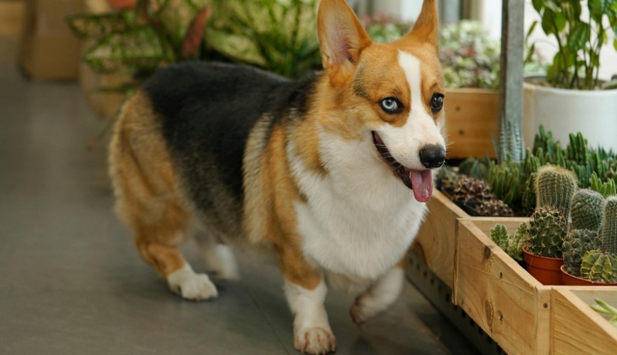 Krizantém: ha ezekre figyelsz, tele lesz virággal