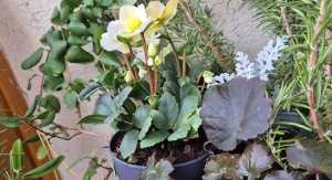 Fekete hunyor gondozása cserépben: ezek a hibák végzetesek lehetnek