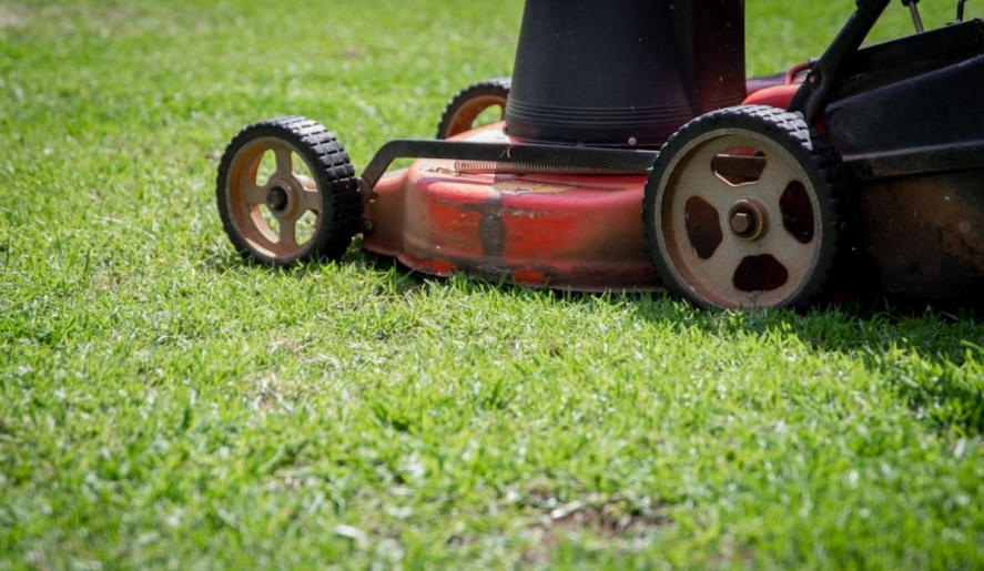 Krizantém: ha ezekre figyelsz, tele lesz virággal