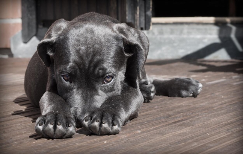 Krizantém: ha ezekre figyelsz, tele lesz virággal