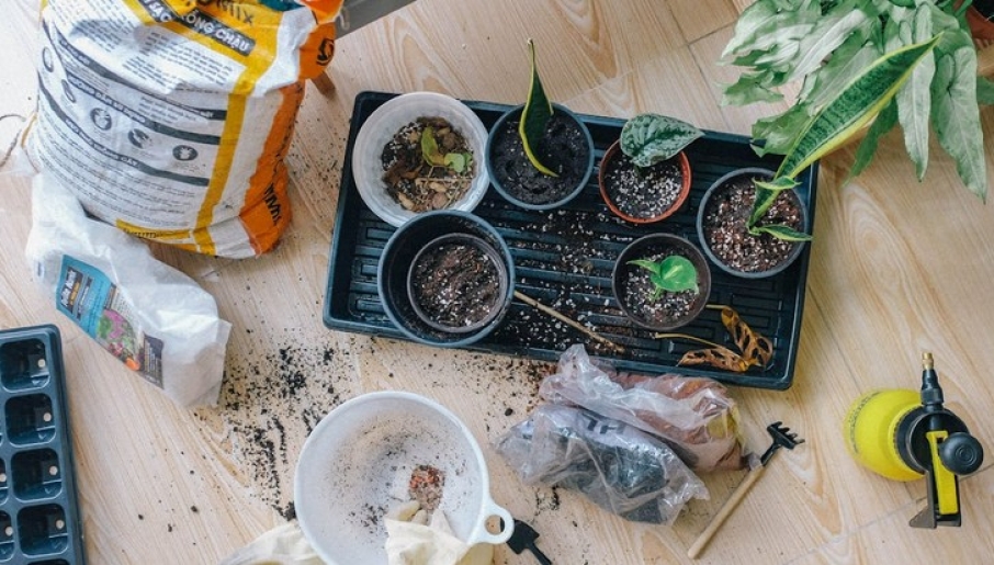 Krizantém: ha ezekre figyelsz, tele lesz virággal