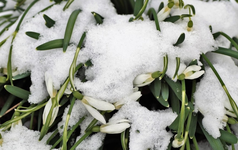 Sok hó a kertben – mely évelőknek és fáknak okozhat gondot?