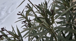 Hó és hideg - így biztosan túléli a kint teleltetett leander