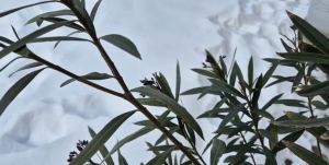 Hó és hideg - megnéztük, mennyire bírta a leander