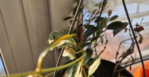 Miért hullik télen a tölcsérjázmin levele?