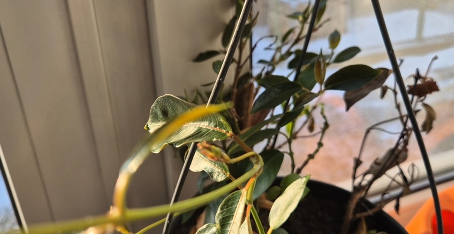 Miért hullik télen a tölcsérjázmin levele?