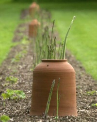 Krizantém: ha ezekre figyelsz, tele lesz virággal