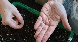 Magvetés január végén? Mutatjuk, mire kell figyelni