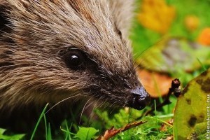 Süntelen aggodalom, avagy mit csináljunk a kertünkbe tévedő sünivel?
