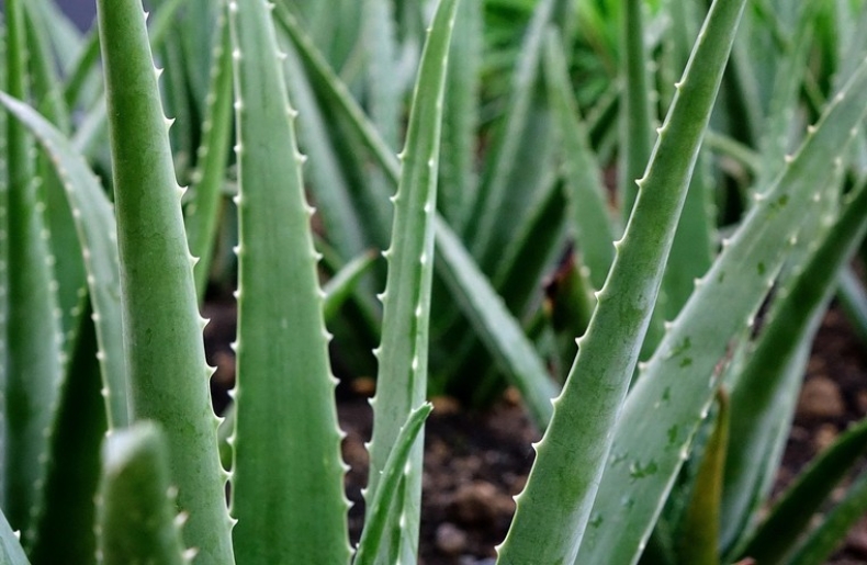 Aloe vera téli gondozása: mutatjuk, mire kell figyelni