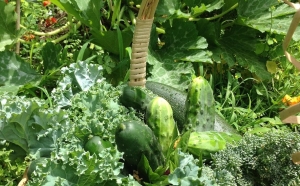 Konyhakert: ezeket a zöldségeket soha ne ültesd egymás mellé!