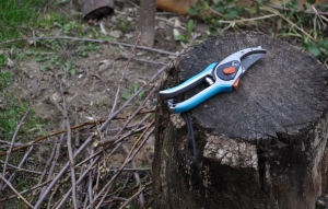 Milyen gyümölcsfákat tilos február elején metszeni?