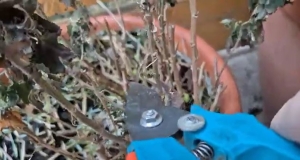 Dúsabb virágzás, erősebb szárak:  a krizantém tavaszi metszésének titka videón