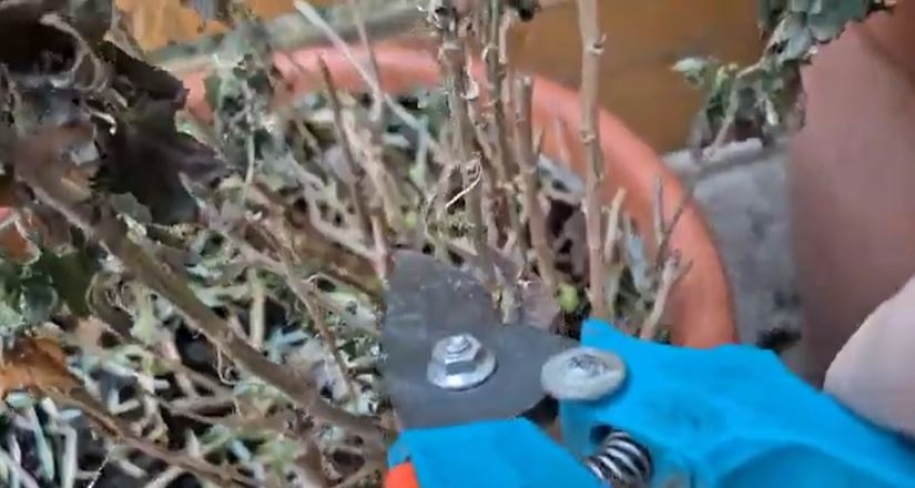 Dúsabb virágzás, erősebb szárak:  a krizantém tavaszi metszésének titka videón